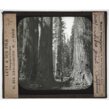 Les Produits du sol de la Californie. Arbres géants.