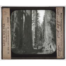 Les Produits du sol de la Californie. Arbres géants.
