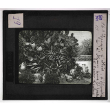 Cultures diverses. Groupe d'aloès d'Apuntias et d'Agaves dans le jardin d'Ognin à Cannes.