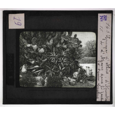 Cultures diverses. Groupe d'aloès d'Apuntias et d'Agaves dans le jardin d'Ognin à Cannes.