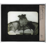 Insectivores & chéiroptères. Rhinolophe.