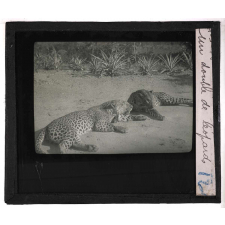 Chasse au grand gibier africain du Mozambique. Un double de léopards.