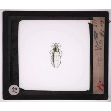 Les Insectes et les arachnides. Pou.