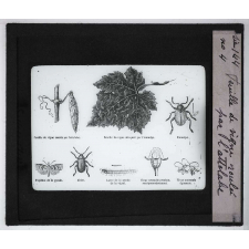Les Moyens de défense des insectes. Feuille de vigne roulée par l'attélabe.
