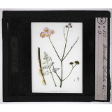 Les Plantes vénéneuses. Oenanthe fistulosa.