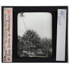 Hawai. Jardin de Moanahua.