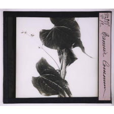 La Vie grimpante chez les plantes. Tamier commun.