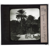 Algérie. Jardin d'Essai à Alger.