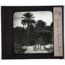 Algérie. Jardin d'Essai à Alger.
