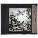 Les Moyens de défense des insectes. Mantes et empuses. Espèces de France. 