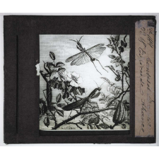 Les Moyens de défense des insectes. Mantes et empuses. Espèces de France.