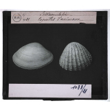 La Sédimentation. Coquilles d'animaux.
