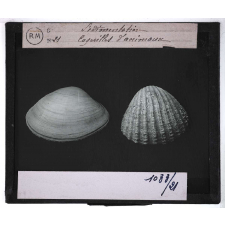 La Sédimentation. Coquilles d'animaux.