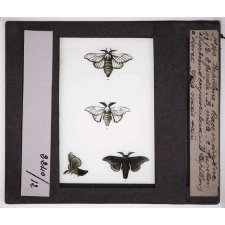 Les Maladies des vers à soie. Papillons : Race indigènes. A femelle, B mâle, C papillon charbonné corpusculeux, D papillon à duvet gris mais sain.