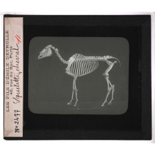 Locomotion terrestre chez les animaux. Squelette, cheval.