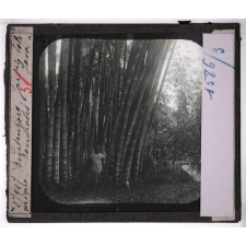 Java (2e série). Buitenzorg. Jardin botanique. Bambous.