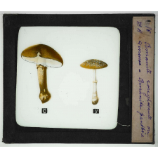 Notions élémentaires sur les champignons comestibles et vénéneux. Amanite rougissante ou vineuse. Amanite panthère.