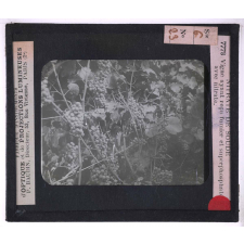 Le Nitrate de soude et la nutrition azotée des plantes. Vigne ayant reçu fumier et superphosphate avec nitrate.