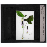 Les Plantes vénéneuses. Arum maculatum.