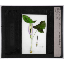 Les Plantes vénéneuses. Arum maculatum.