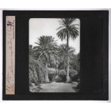 Culture des plantes. Alger. Allée de palmiers au jardin d'essai.