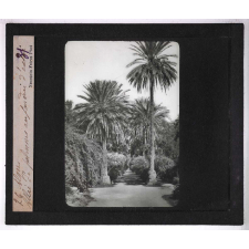 Culture des plantes. Alger. Allée de palmiers au jardin d'essai.