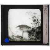 Les Poissons d'eau douce. La carpe miroir.