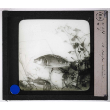 Les Poissons d'eau douce. La carpe miroir.