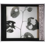Déformations des plantes dues à la vieillesse ou produites par les commensaux, les parasites et l'homme. Feuilles de tilleul rongées par des insectes.