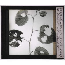 Déformations des plantes dues à la vieillesse ou produites par les commensaux, les parasites et l'homme. Feuilles de tilleul rongées par des insectes.