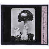 La Vie des champignons. Amanite tue-mouches.