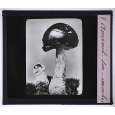 La Vie des champignons. Amanite tue-mouches.