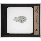 Microscope. Paramécie.