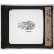 Microscope. Paramécie.