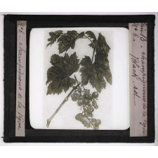 Les Maladies cryptogamiques de la vigne. Black rot.