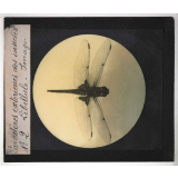 Caractères extérieurs des insectes. Libellule. Imago. 