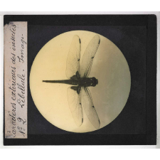 Caractères extérieurs des insectes. Libellule. Imago.