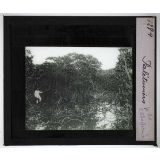 Les Plantes. Palétuviers.