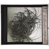 Les Physionomies végétales. Tillandsia argentée.