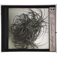 Les Physionomies végétales. Tillandsia argentée.