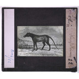 Les Animaux disparus. Anoplotherium.