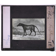 Les Animaux disparus. Anoplotherium.