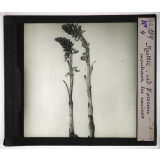 Les Plantes saprophytes, mutualistes et parasites. Néottie nid d'oiseau montrant les racines.