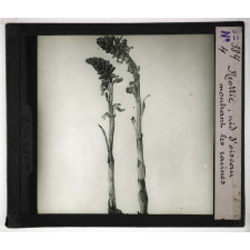 Les Plantes saprophytes, mutualistes et parasites. Néottie nid d'oiseau montrant les racines.