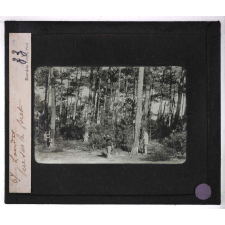 Forêts de France. Feuillus et résineux. Les Landes. Vue sur la forêt.