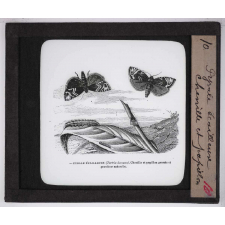 Les Ravageurs de forêts. Pyrale écailleuse. Chenille et papillon.