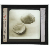 Les Mollusques comestibles. Lavignon.