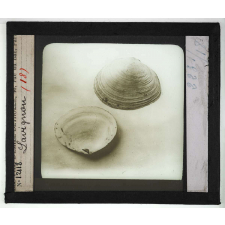 Les Mollusques comestibles. Lavignon.