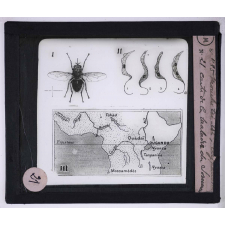 Maladies transmises à l'homme par les animaux. Mouche Tsé-Tsé - Trypanosomes - Carte de la maladie du sommeil.