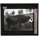 La Picardie. Vache Picarde.